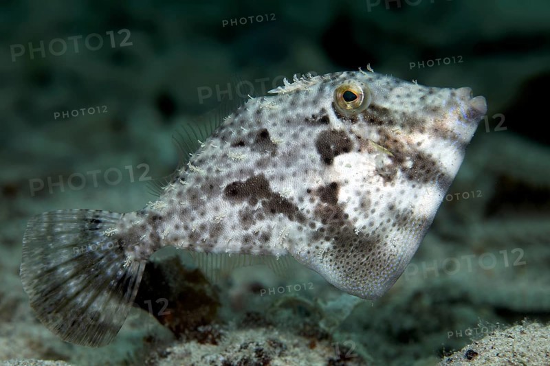 Strap-Weed Filefish (Pseudomonacanthus macrurus)