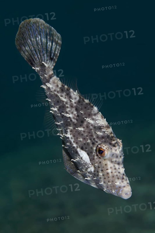 Strap-Weed Filefish (Pseudomonacanthus macrurus)