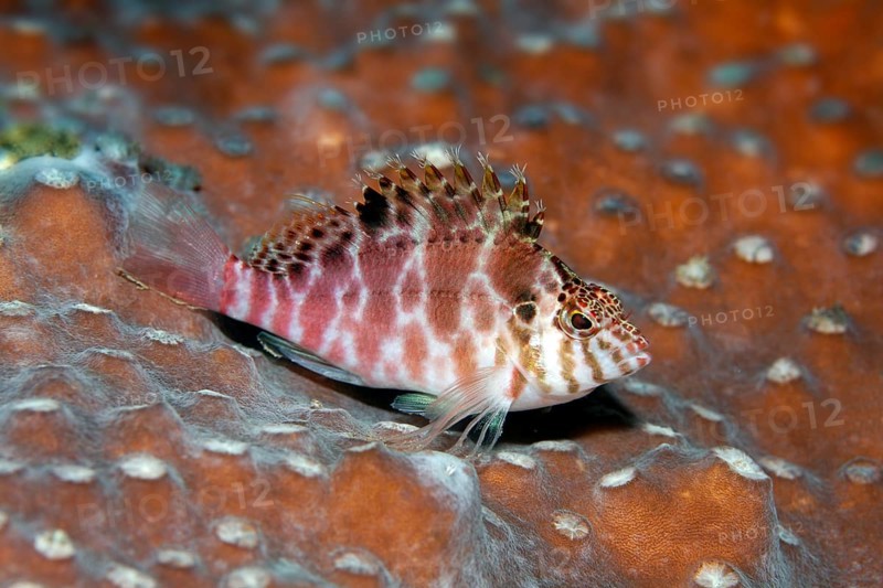 Coral hawkfish (Cirrhitichthys aprinus) sitting on stone coral