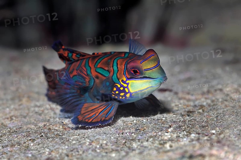 Mandarinfish or mandarin dragone (Synchiropus splendidus)