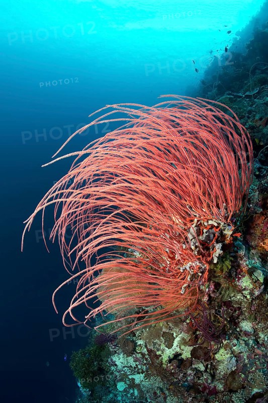 Red Gorgonian