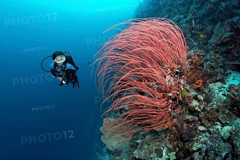 Diver viewing Red Gorgonian