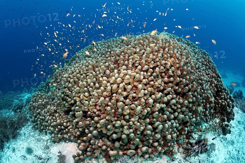 Shoal anthias (Pseudanthias sp.) swimming over Dome Coral (Porites nodifera)