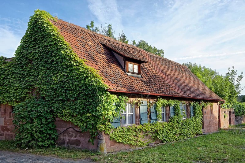 Worker's House covered with vine tendrils