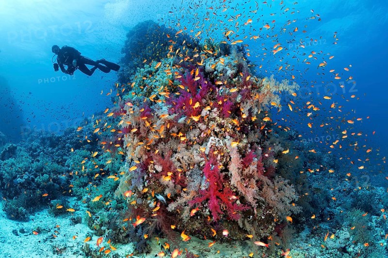 Diver at coral reef