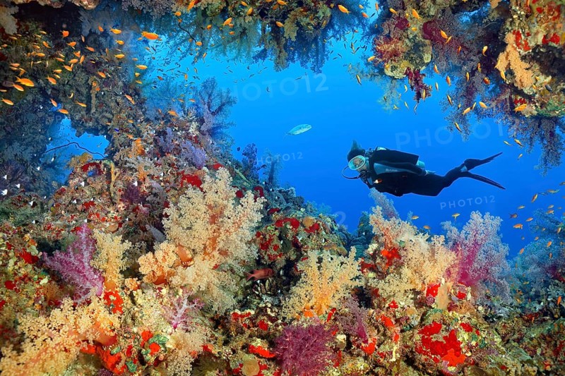 Diver observes breakthrough in coral reef