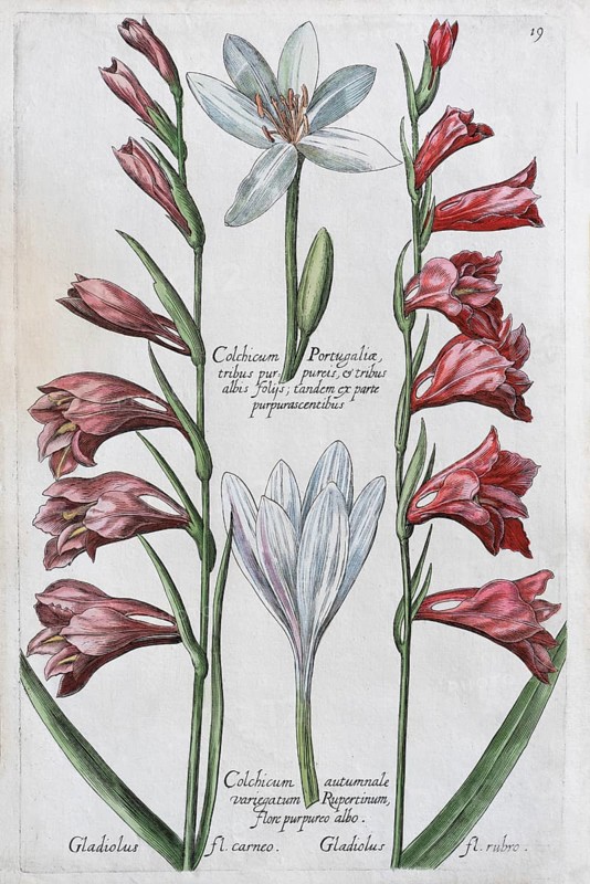 Saffron crocus (Crocus sativus)