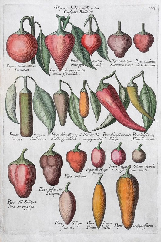Bell pepper (Capsicum)