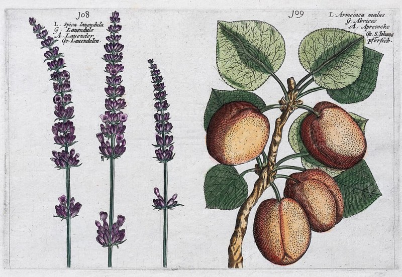Lavender (Lavandula) and Apricot (Prunus armeniaca)