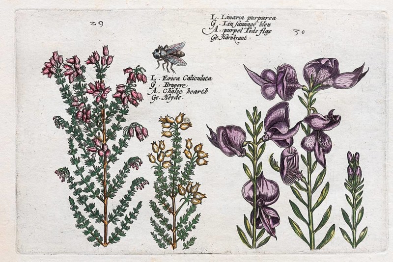 Heather (Calluna vulgaris)