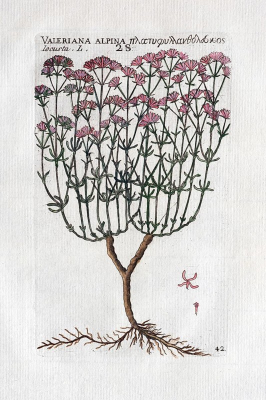 Alpenspeik (valeriana alpina)