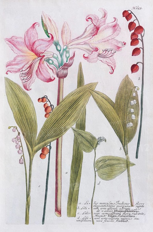 Belladonna-lily (Amaryllis belladonna) or