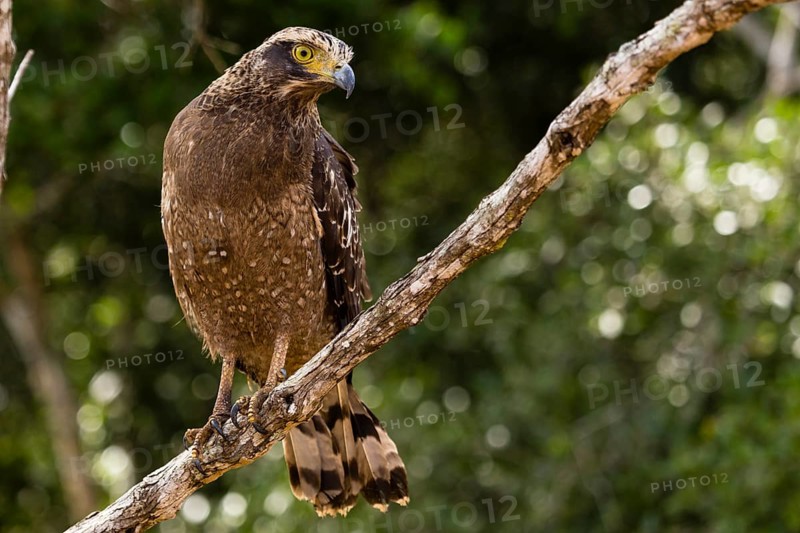 Mountain Hawk-Eagle or Hodgson's Hawk-Eagle (Nisaetus Nipalensis)