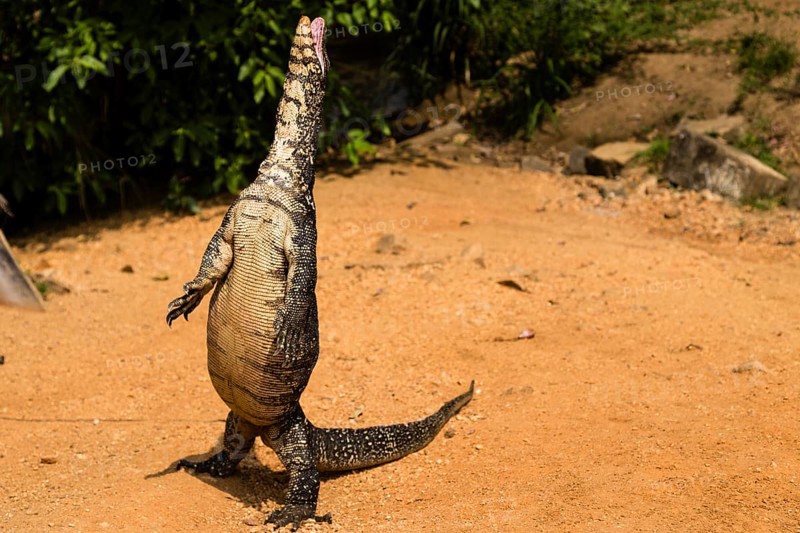 Bengal Monitor or Common Indian Monitor (Varanus Bengalensis) standing