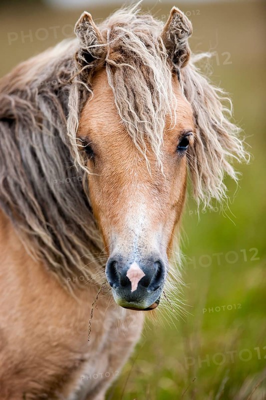 Dartmoor Hill Highland Pony