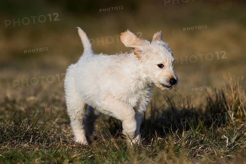 Goldendoodle running in meadow