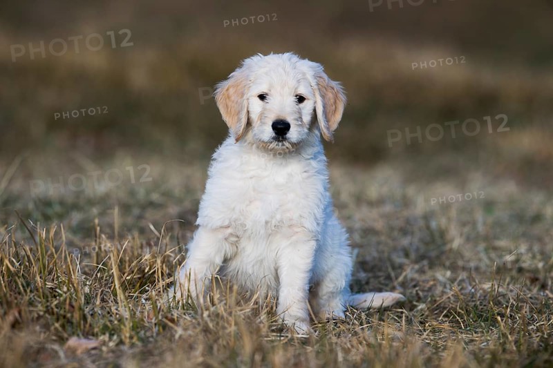 Goldendoodle sitting in the meadow