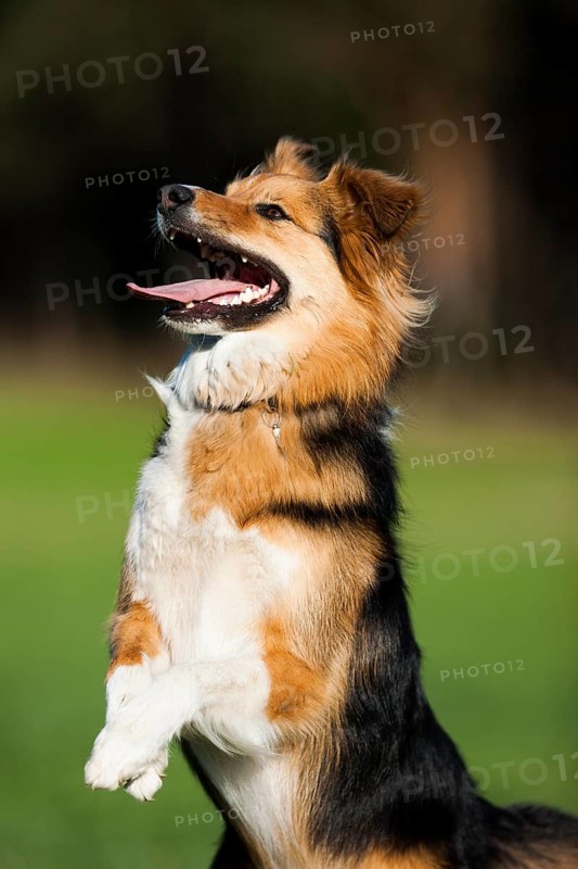 Mongrel Dog standing on its hindlegs