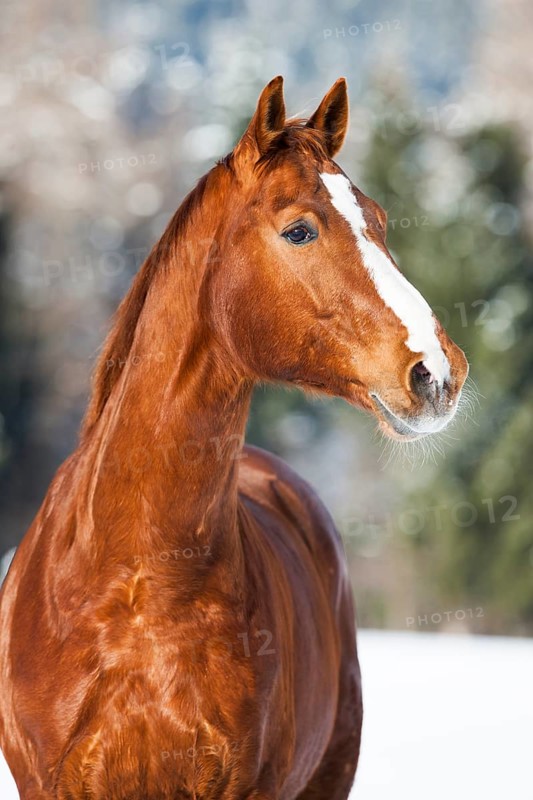 Hanoverian horse with brown reddish fur