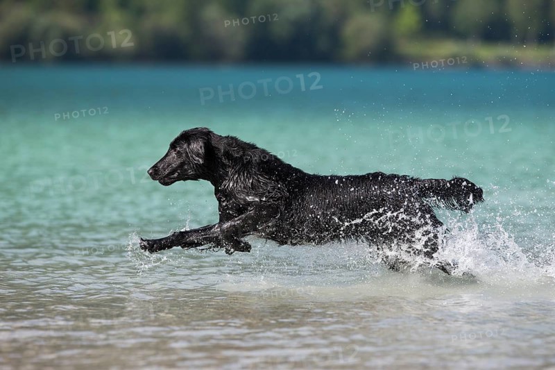 Flat-Coated Retriever