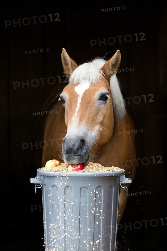 Haflinger horse