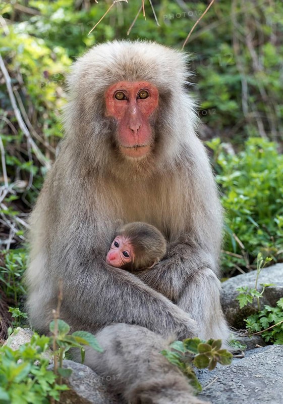 Female Japanese Macaque (Macaca fuscata) with baby