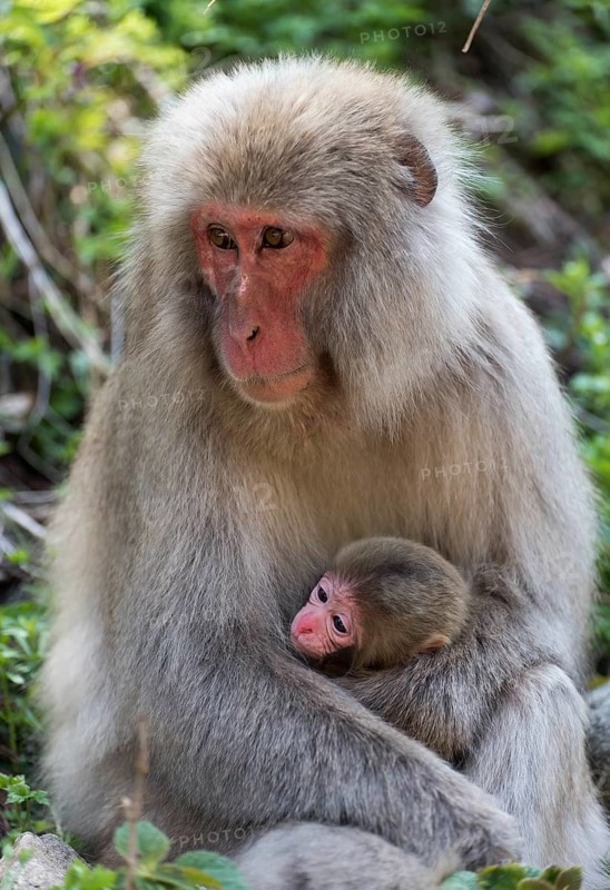 Female Japanese Macaque (Macaca fuscata) with baby