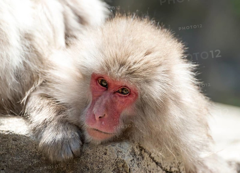 Japanese Macaque (Macaca fuscata)