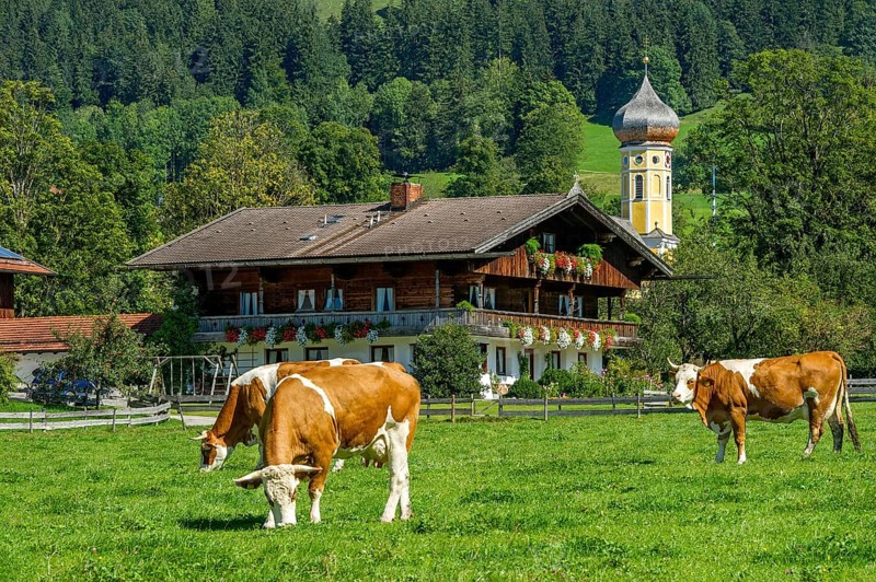 Cows on a pasture