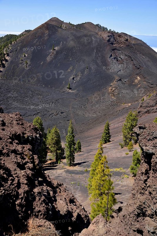 Canary Island pines (Pinus canariensis) off Duraznero volcano