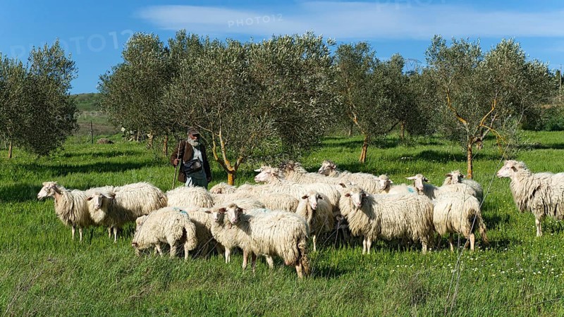 Hiking shepherd with his sheep