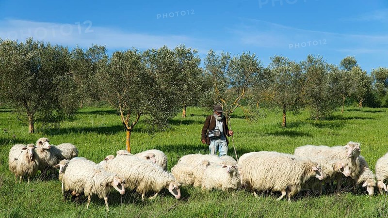 Hiking shepherd with his sheep