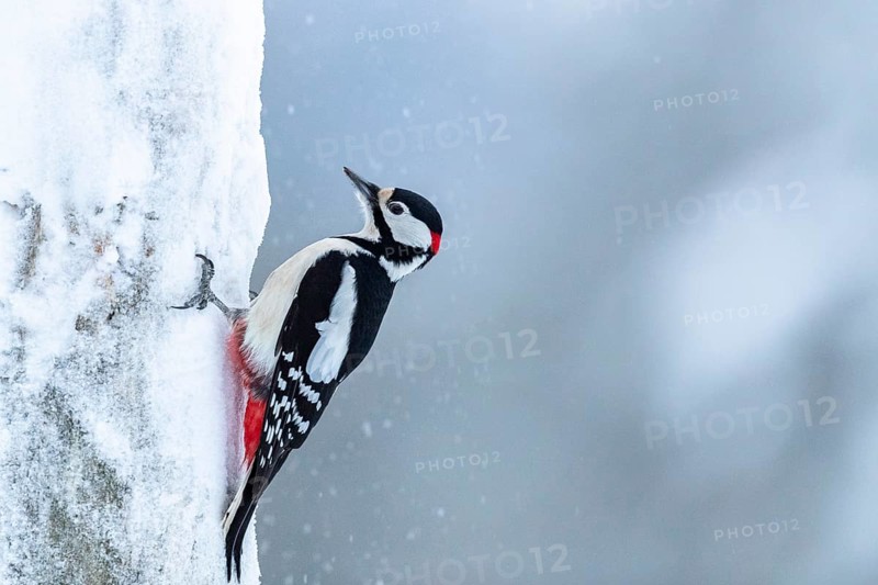Great spotted woodpecker (Dendrocopos major) on a snowy tree trunk