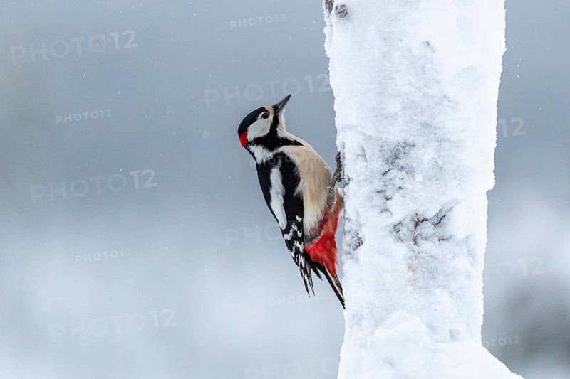 Great spotted woodpecker (Dendrocopos major) on a snowy tree trunk