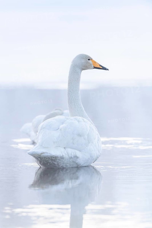 Whooper swan (Cygnus cygnus) in lake in winter
