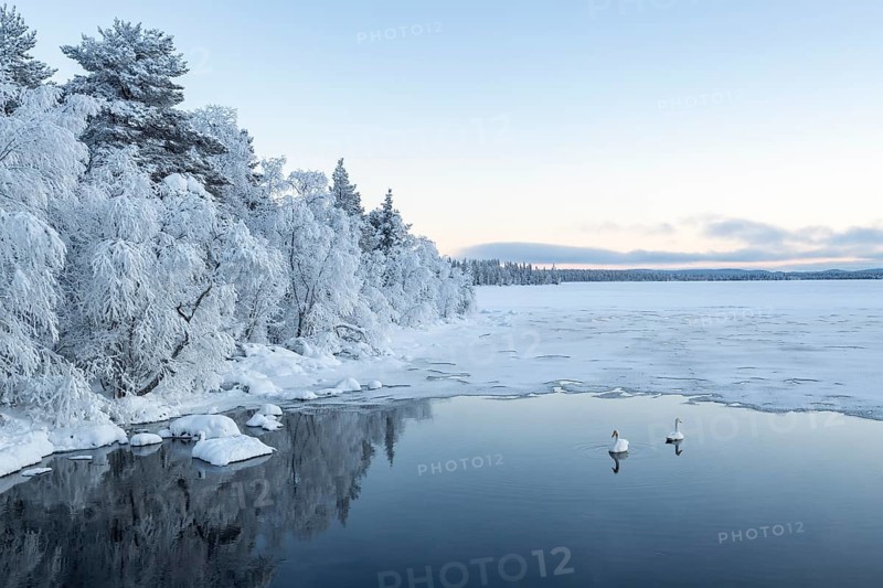 Whooper swans (Cygnus cygnus) in water