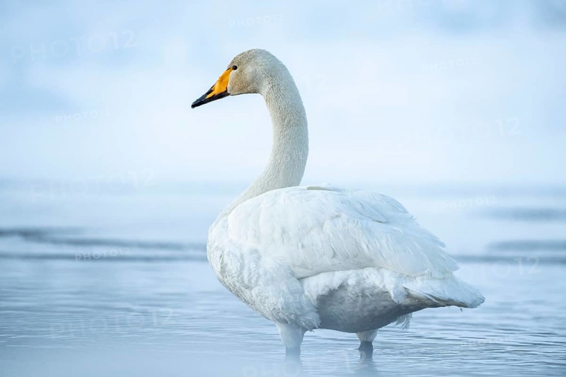 Whooper swan (Cygnus cygnus)