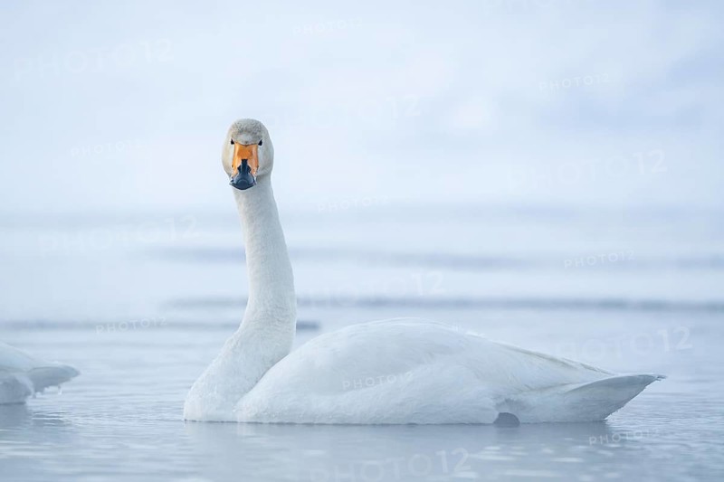 Whooper swan (Cygnus cygnus) swims in the lake in winter