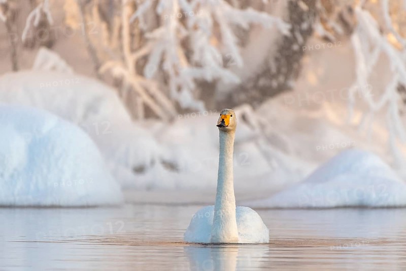 Whooper swan (Cygnus cygnus) swims in the lake