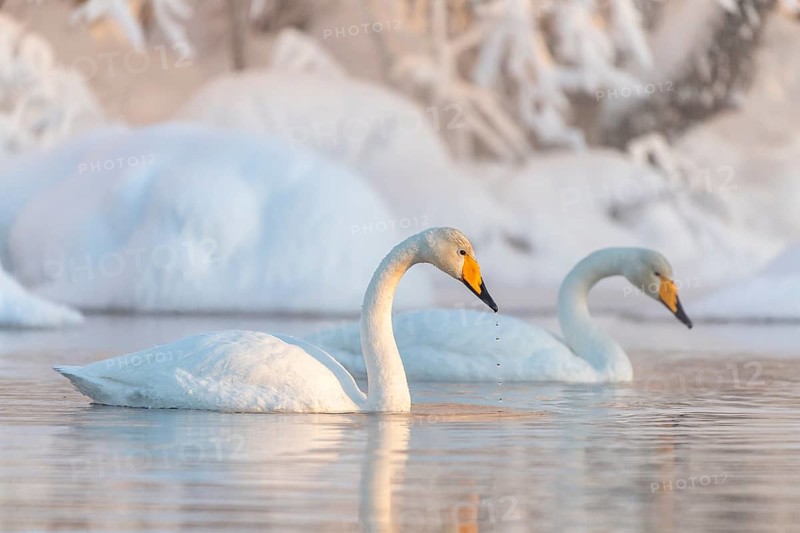 Two Whooper swans (Cygnus cygnus) floats in the lake