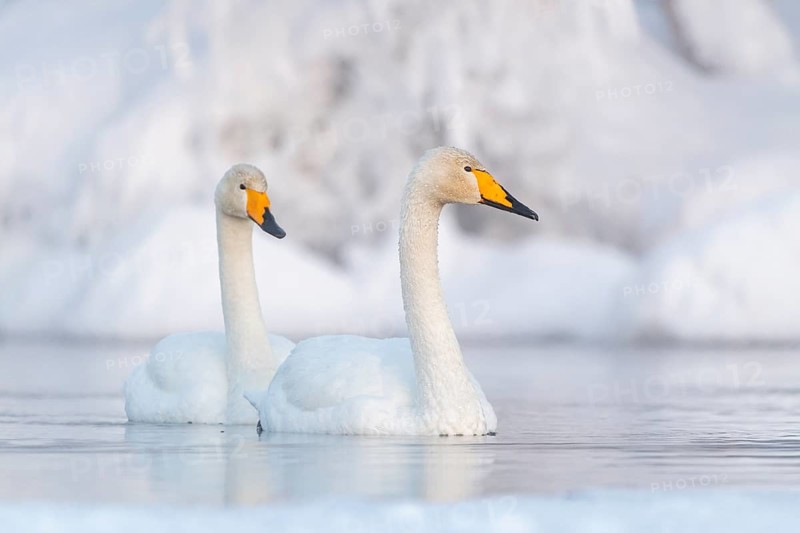 Two Whooper swans (Cygnus cygnus) swimming in the lake