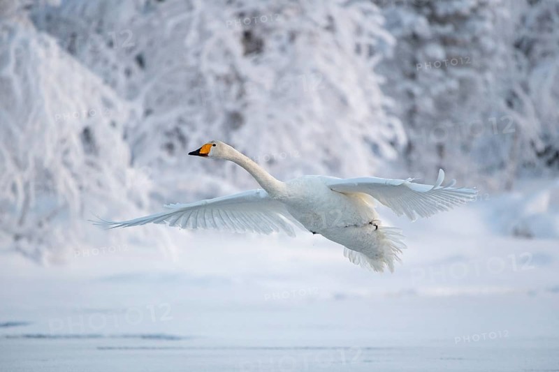 Whooper swan (Cygnus cygnus) in flight