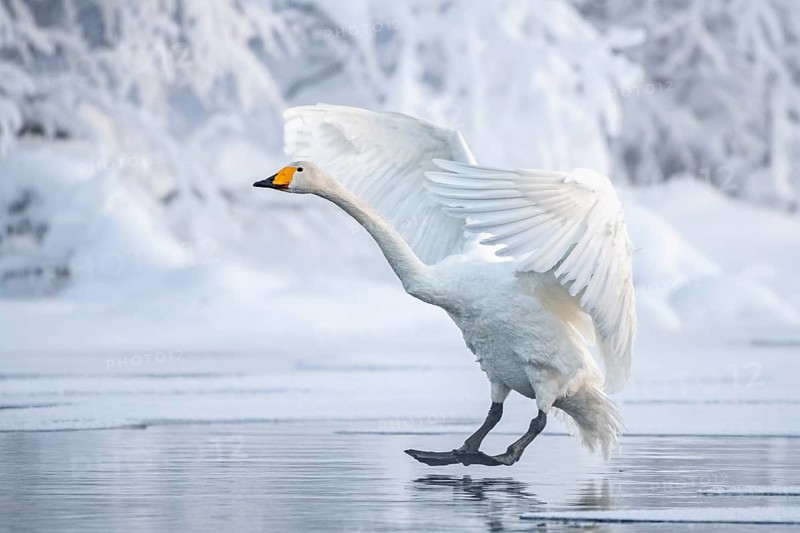Whooper swan (Cygnus cygnus) lands at sea