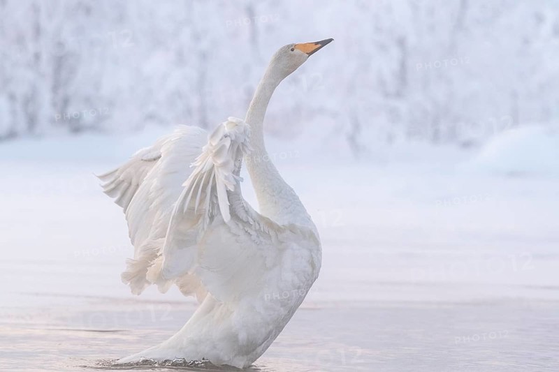 Whooper swan (Cygnus cygnus) with spread wings in the water