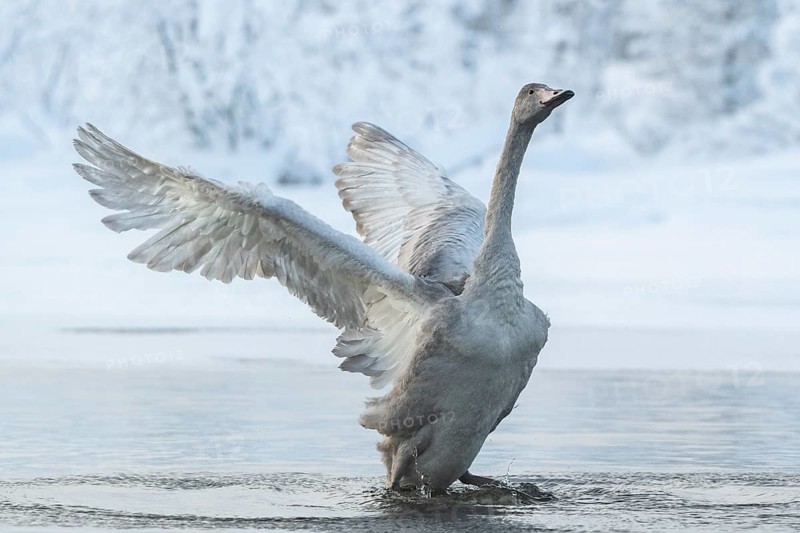 Whooper swan (Cygnus cygnus)
