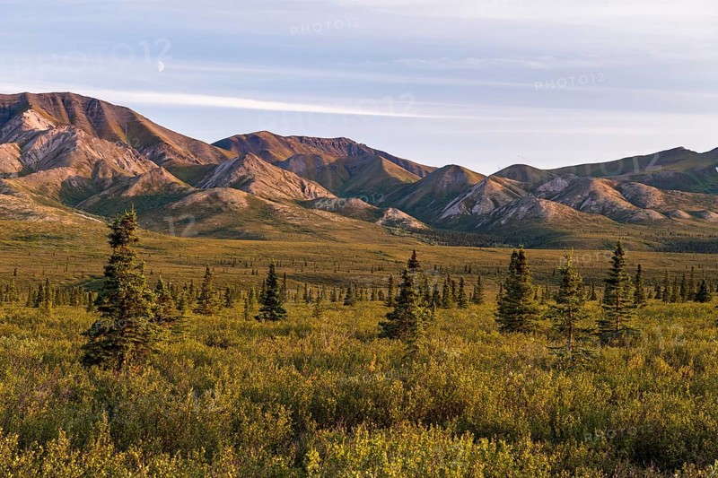 Tundral landscape in Denali National Park