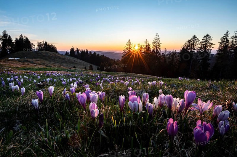 Sea of flowers
