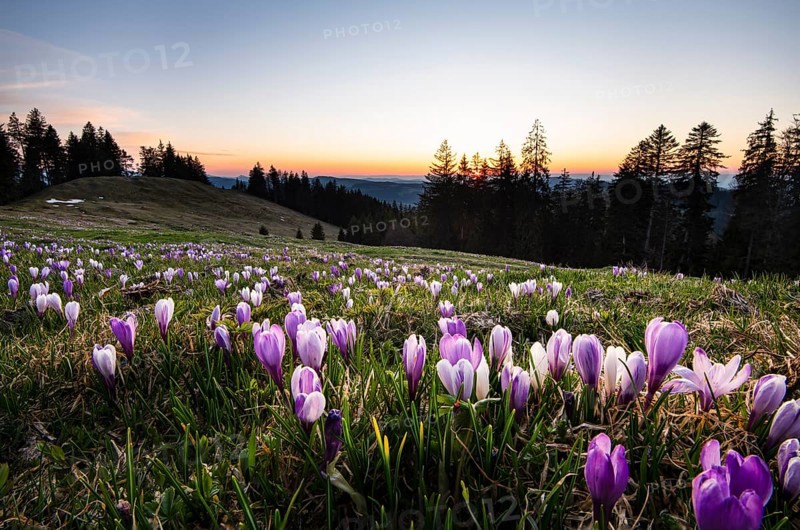 Sea of flowers