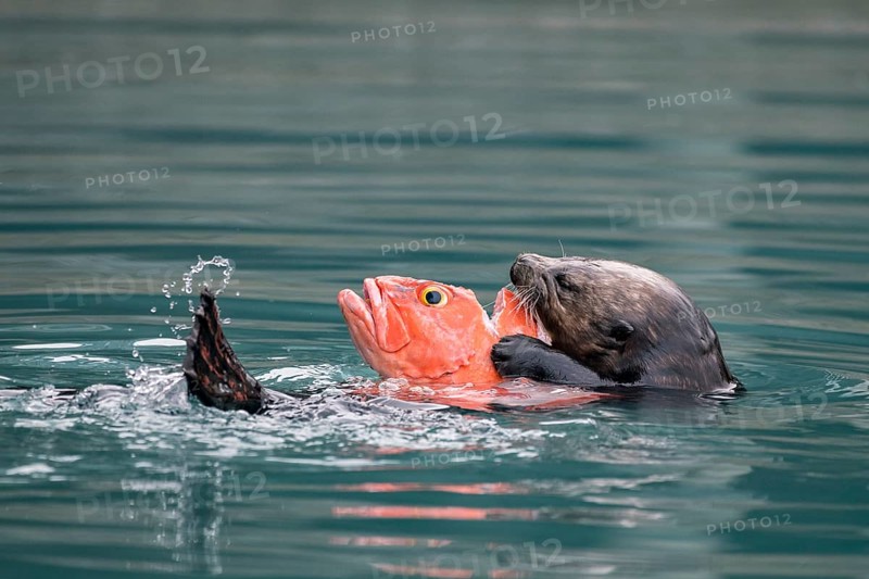 Sea otter (Enhydra lutris) eats captured fish in water
