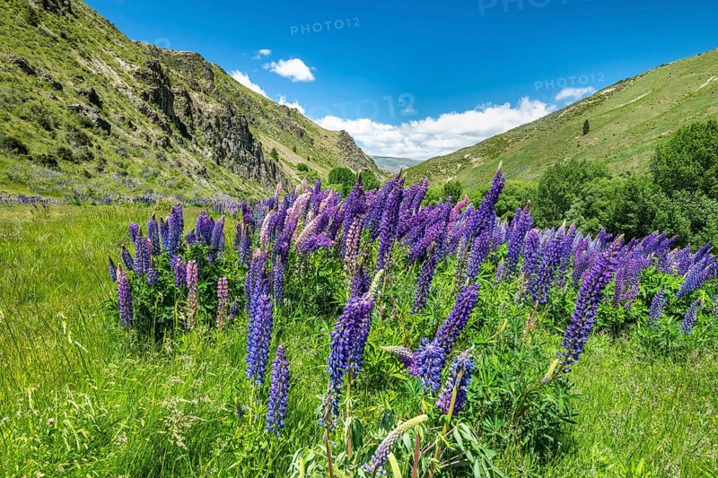 Blue Large-leaved lupins (Lupinus polyphyllus) in Mountain Landscape